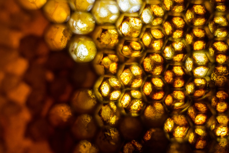 Close up studio shot of organic honey in a honey-comb.の写真素材