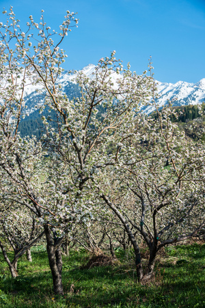 Gardens of blooming apples in the mountains of Almaty, Kazakhstanの写真素材
