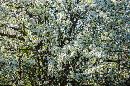 Gardens of blooming apples in the mountains of Almaty, Kazakhstanの写真素材