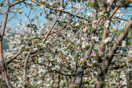 Gardens of blooming apples in the mountains of Almaty, Kazakhstanの写真素材