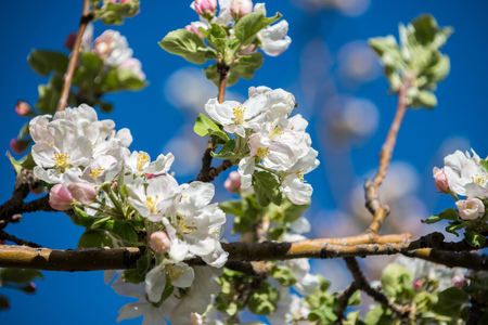 Gardens of blooming apples in the mountains of Almaty, Kazakhstanの写真素材