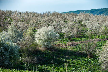 Gardens of blooming apples in the mountains of Almaty, Kazakhstanの写真素材