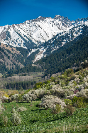Gardens of blooming apples in the mountains of Almaty, Kazakhstanの写真素材