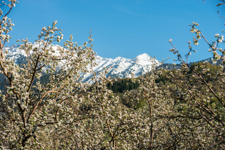 Gardens of blooming apples in the mountains of Almaty, Kazakhstanの写真素材