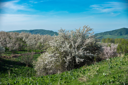 Gardens of blooming apples in the mountains of Almaty, Kazakhstanの写真素材