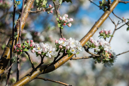 Gardens of blooming apples in the mountains of Almaty, Kazakhstanの写真素材