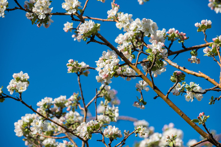 Gardens of blooming apples in the mountains of Almaty, Kazakhstanの写真素材