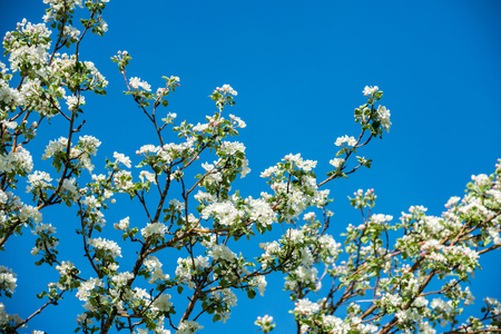 Gardens of blooming apples in the mountains of Almaty, Kazakhstanの写真素材