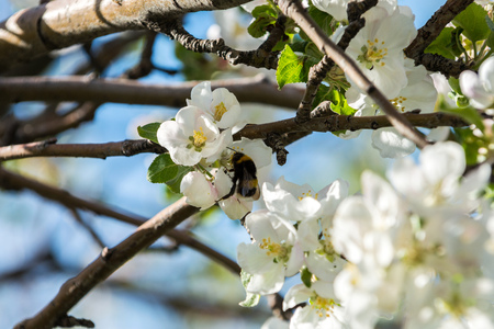 Gardens of blooming apples in the mountains of Almaty, Kazakhstanの写真素材
