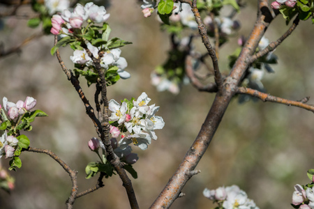 Gardens of blooming apples in the mountains of Almaty, Kazakhstanの写真素材