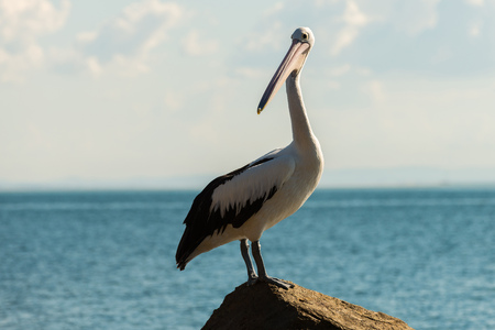 Pelicans in North Stradbroke Island, Queensland, Australiaの写真素材