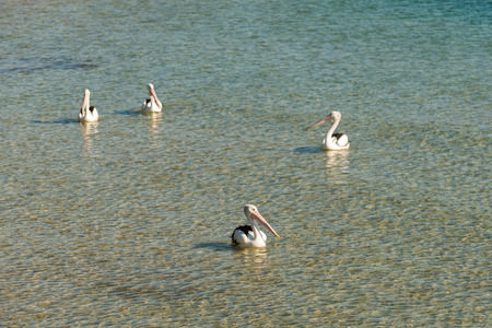 Pelicans in North Stradbroke Island, Queensland, Australiaの写真素材