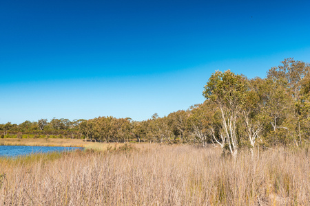 Brown Lake, North Stradbroke Island, Queensland, Australia.の写真素材
