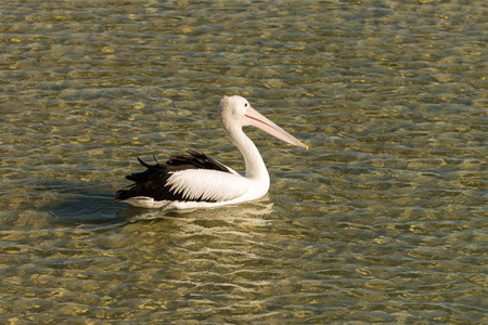 Pelicans in North Stradbroke Island, Queensland, Australiaの写真素材