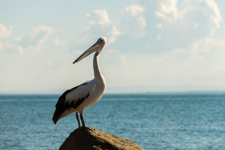 Pelicans in North Stradbroke Island, Queensland, Australiaの写真素材