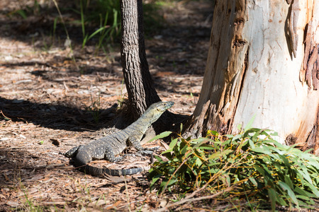 A large goanna at Brown Lake on North Stradbroke Islandの写真素材