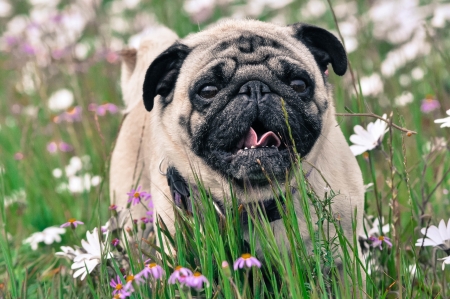 Pug dogの写真素材
