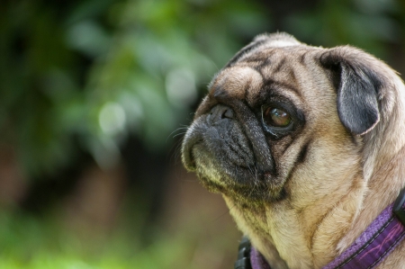 Pug dog faceの写真素材