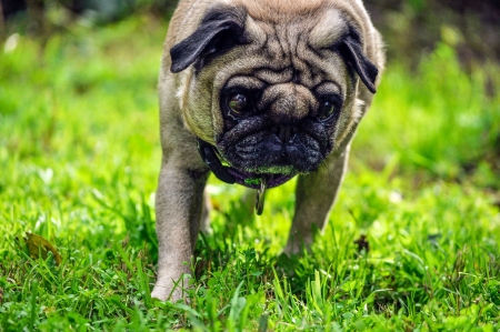 Pug on grassの写真素材