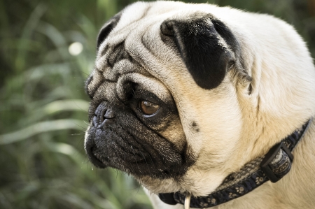 Pug dog portraitの写真素材