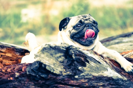 Pug outdoorsの写真素材