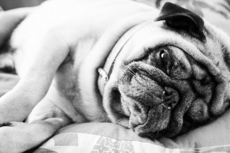 Pug with one eye openの写真素材