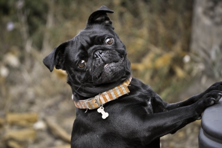 Black Pug Outdoorsの写真素材