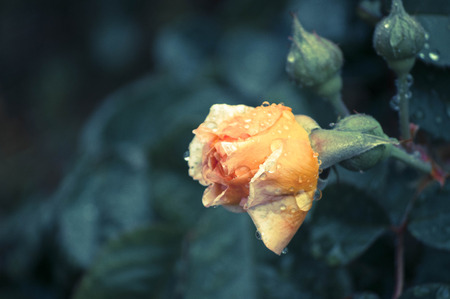 Isolated pink roseの写真素材