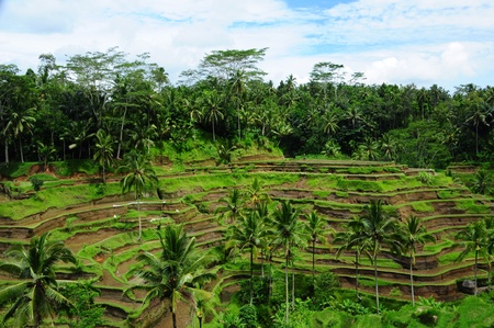 Rice Paddy field in hill valley at south east asiaの写真素材