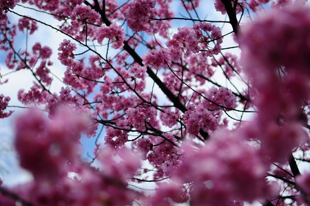 Sakura flower close upの写真素材