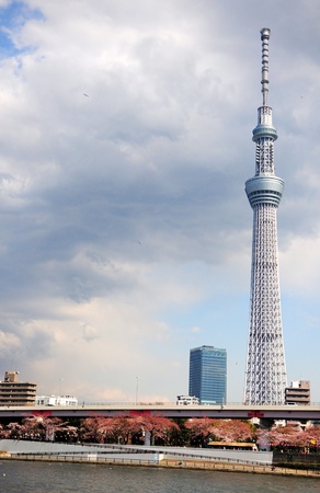Tokyo sky tree with sakura blossom