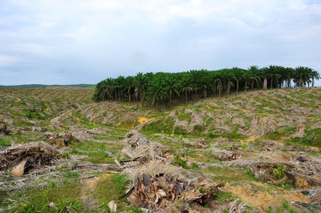 Deforestation of palm tree plantationの写真素材