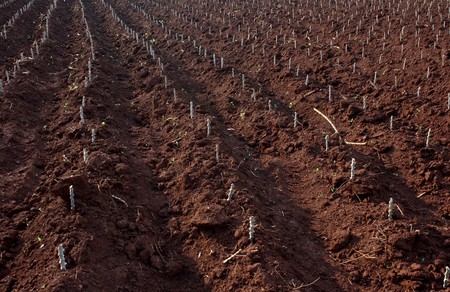 Grow cassava farm in filed