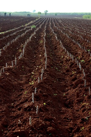 Grow cassava farm in filedの写真素材