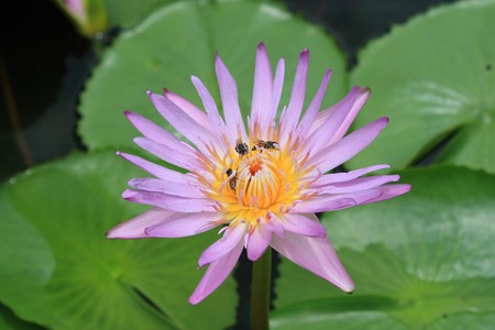 one purple lotus with yellowの写真素材