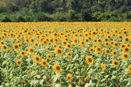 Beautiful sunflowers in the fieldの写真素材