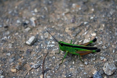 The green grasshopper sits on roadの写真素材