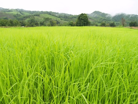 Beautiful rice field green meadowの写真素材