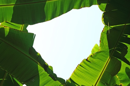 Banana leaf frame on whiteの写真素材