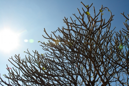 Plumeria tree on blue skyの写真素材