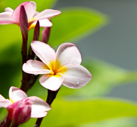 Pink frangipani flowers with leaves in backgroundの写真素材