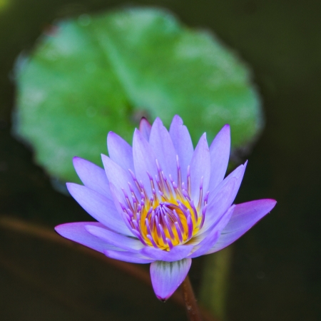 Close up lotus blossom blooming in pondの写真素材