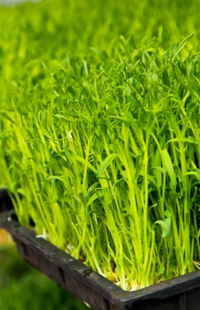 Seedling germination in a black seed trayの写真素材
