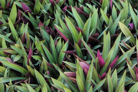 Close up of green leaf texture backgroundの写真素材