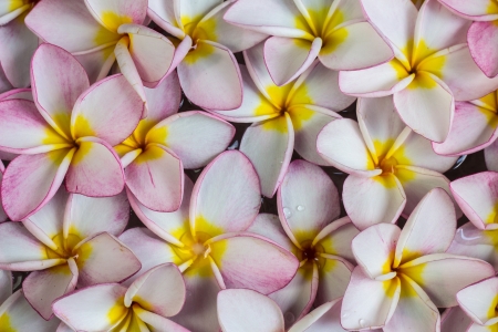 Pink frangipani flowers with on the waterの写真素材