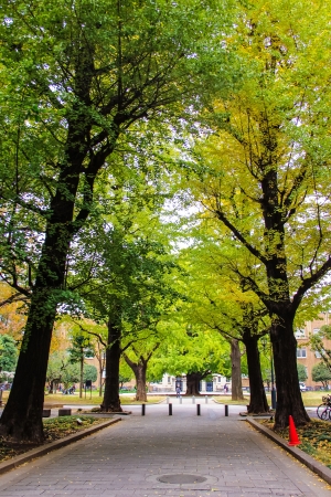 Tunnel from trees growing and road pathの写真素材