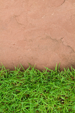 Fresh green grass on sand stone backgroundの写真素材