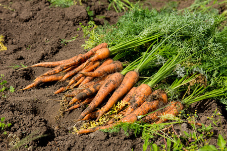 Harvest fresh organic carrots on the groundの写真素材