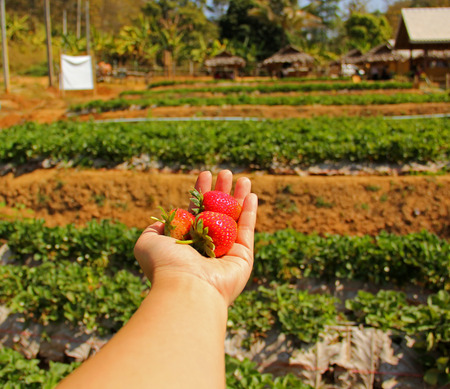 Fresh picked strawberries held over strawberry plantの写真素材