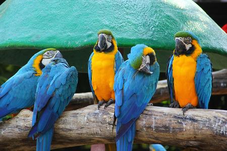 Colorful macaw sitting on the logの写真素材